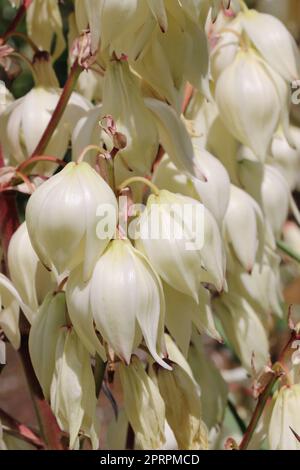 Yucca pflanzt weiße Knospen und Blumen in Nahaufnahme Stockfoto