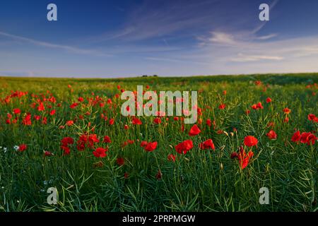 Mohnblumen auf dem Land -Dänemark. Ausbrüche von leuchtend roten Mohnblumen auf dem Land - Jütland, DänemarkSzenische Aufnahme der Landschaft. Stockfoto