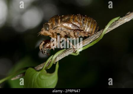 Gezüchtetes Exoskelett oder Exsudae von Cicada, Familie Cicadidae, nach Ekdyse am Stamm, Klungkung, Bali, Indonesien Stockfoto