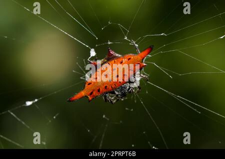 Crablike Spiny Orbweaver Spider, Gasteracantha cancriformis, On Web, Klungkung, Bali, Indonesien Stockfoto