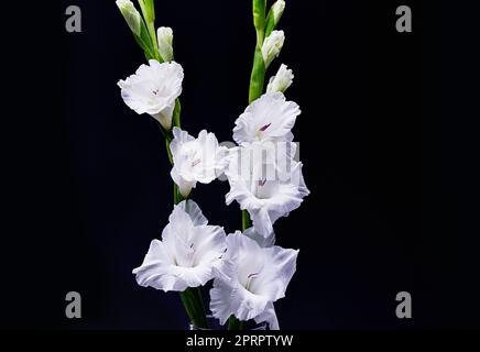 Zarte Schönheit. Studioaufnahme von weißen Blumen, die auf schwarzem Hintergrund blühen. Stockfoto