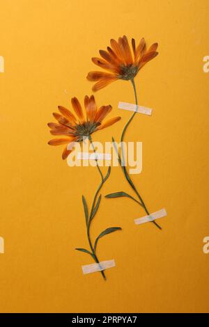 Gepresste, getrocknete Wildblumen auf orangefarbenem Hintergrund. Wunderschönes Herbarium Stockfoto