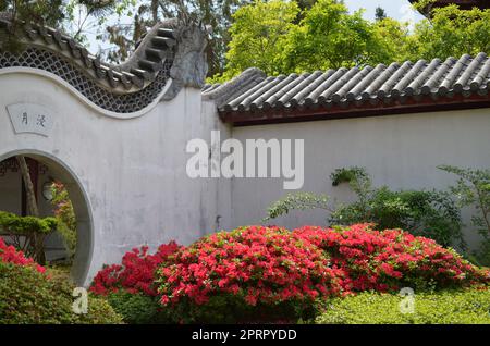 HAREN, NIEDERLANDE - 23. MAI 2022: Wunderschöner Blick auf blühende Büsche und Mondtor im chinesischen Garten Stockfoto