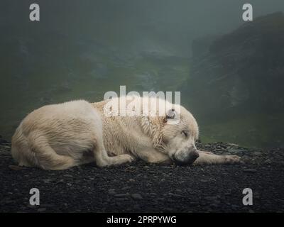 Nahaufnahme eines schlafenden weißen Wolfhundes. Friedliche Aussicht mit einem großen Schäferhund, der am Fuße der nebligen Berge ruht Stockfoto