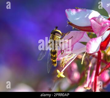 Hoverfly auf einer indischen Federblume Blütenblüte Stockfoto