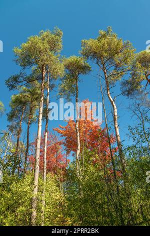 Oktober malt die Wälder mit magischen Farben Stockfoto