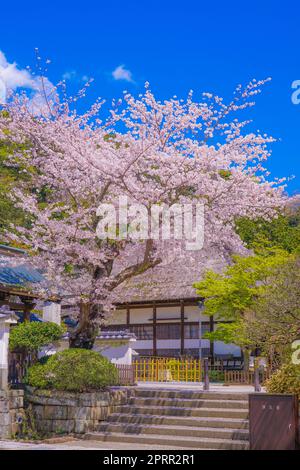 Engakuji der vollen Blüte des Kirschbaumes (Kamakura, Präfektur Kanagawa) Stockfoto