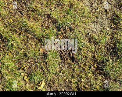 Detaillierte Nahansicht auf einer Waldgrundstruktur mit Moos und Ästen Stockfoto