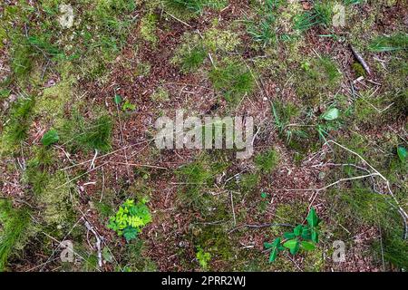 Detaillierte Nahansicht auf einer Waldgrundstruktur mit Moos und Ästen Stockfoto