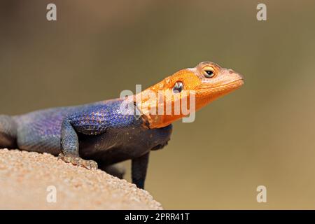 Porträt eines männlichen Namib-Rock-Agamas (Agama planiceps) in leuchtenden Brutfarben, Namibia Stockfoto