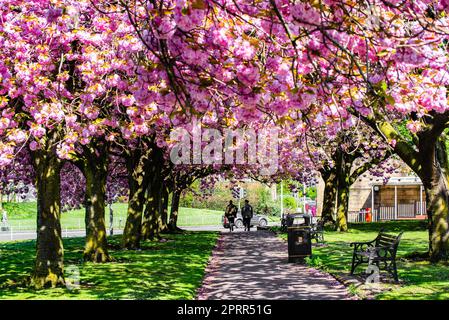 Preston, Lancashire, Großbritannien. 26. April 2023. Japanische blühende Kirschblüte, Preston, Lancashire. Kredit: John Eveson/Alamy Live News Stockfoto