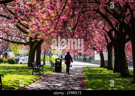 Preston, Lancashire, Großbritannien. 26. April 2023. Japanische blühende Kirschblüte, Preston, Lancashire. Kredit: John Eveson/Alamy Live News Stockfoto