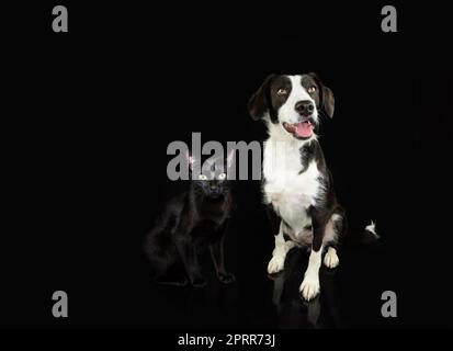 Banner Haustiere. Hund und Katzenhund sitzen. Isoliert auf schwarzem, dunklem Hintergrund Stockfoto