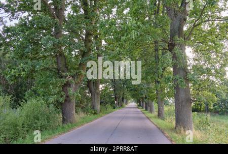 Gasse von alten Eichen Dämmerung Asphaltstraße, Polen, Europa Stockfoto