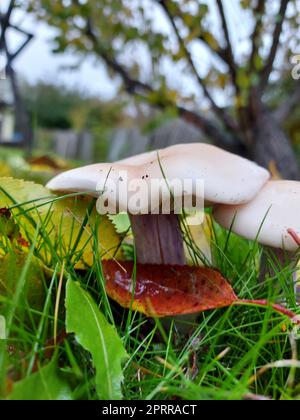 Russula-Pilze wachsen im Gras. Stockfoto
