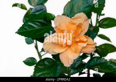 Nahaufnahme einer Doppelblume von wunderschönem apricot-orangefarbenem Hibiscus rosa sinensis mit isolierten Blättern auf weißem Hintergrund Stockfoto