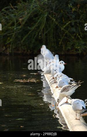 Möwen in einer Reihe in der Sonne auf einem Holzpfahl am Ko-Bogen in Düsseldorf Stockfoto