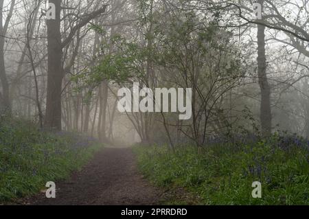 West Bergholt, Essex Woodland an einem nebligen Morgen. Bäume und Glockenblumen im Nebel. Stockfoto