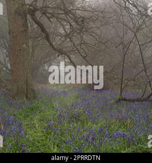 West Bergholt, Essex Woodland an einem nebligen Morgen. Bäume und Glockenblumen im Nebel. Stockfoto