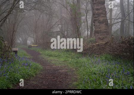 West Bergholt, Essex Woodland an einem nebligen Morgen. Bäume und Glockenblumen im Nebel. Stockfoto