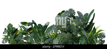 Tropische Pflanzen auf weißem Hintergrund isoliert. Botanischer Vordergrund. Unterer Rahmen, Rand. Ausgeschnittenes Grafikelement. 3D-Rendering. Stockfoto