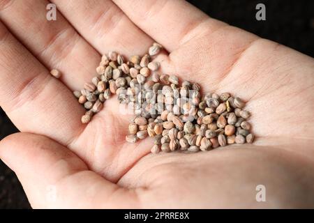 Eine Frau, die einen Haufen Rettichsamen in der Hand hält, Nahaufnahme. Gemüsepflanzen Stockfoto