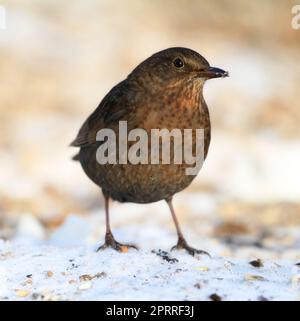 Eine schöne weibliche Amsel im Winter. Ein einziger Vogel im Freien. Stockfoto