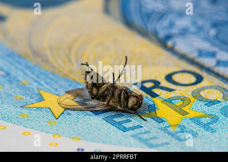 Trockene, tote Stubenfliege auf 20-Euro-Scheinen Stockfoto