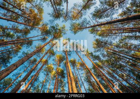 Herbstwald Bei Sonnenuntergang. Beautiful Shadow In Motion On Pine Trunks In Summer Coniferous Woods Stockfoto