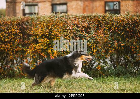 Tricolor Rough Collie, Funny Scottish Collie, Langhaarige Collie, Englisch Collie, Lassie Hund laufen im Freien im Herbst Park Stockfoto