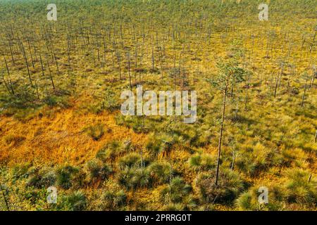 Sonnenuntergang im Herbstwald. Gefallene Alte Kiefer Im Nadelwald Nach Starkem Wind Durch Den Sturm. Europäischer Grüner Nadelwald Stockfoto