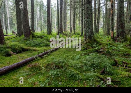 Flechten-bedeckte Stämme von Nadelbäumen auf grünem Waldboden Stockfoto