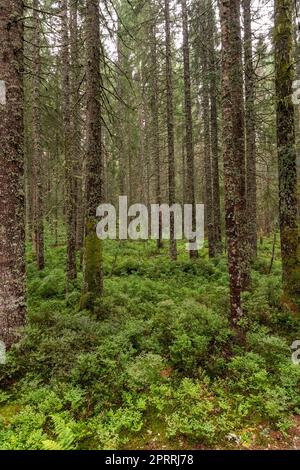 Flechten-bedeckte Stämme von Nadelbäumen auf grünem Waldboden Stockfoto