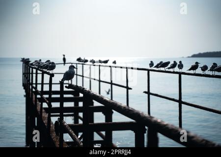 Seemöwen stehen auf der Stahlkonstruktion eines verlassenen Seepiers am Meer Stockfoto