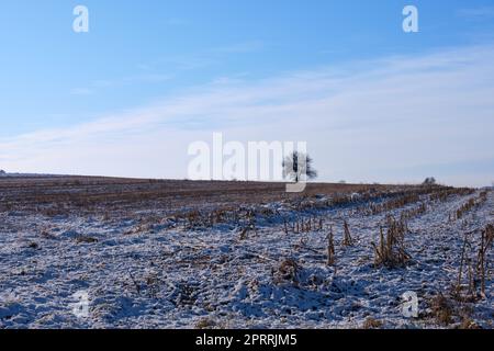 Abgeernteten Maisfeld im winter Stockfoto