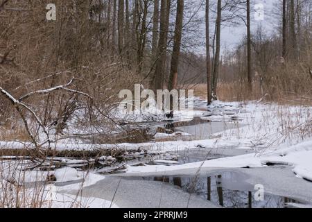 Winterlandschaft des gefrorenen Lesna River Stockfoto