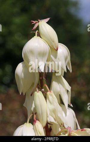 Yucca pflanzt weiße Knospen und Blumen in Nahaufnahme Stockfoto