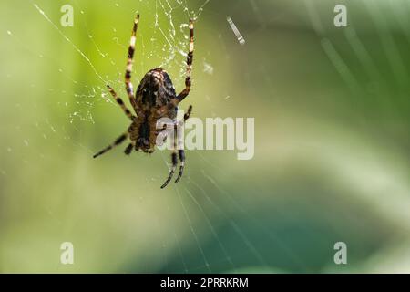 Kreuzspinne in einem Spinnennetz, lauert auf Beute. Unscharfer Hintergrund Stockfoto