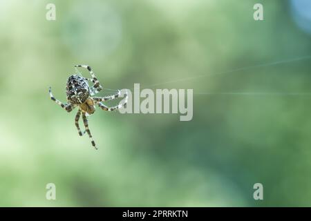 Kreuzspinne kriecht auf einem Spinnennetz. Halloween-Angst. Unscharfer Hintergrund. Stockfoto