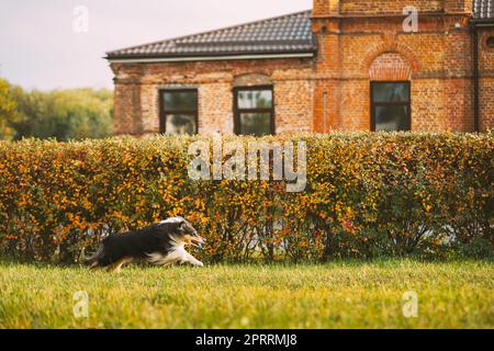 Tricolor Rough Collie, Funny Scottish Collie, Langhaarige Collie, Englisch Collie, Lassie Hund laufen im Freien im Herbst Park Stockfoto
