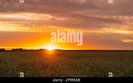 Sommersonne über dem Feld mit blühenden Pflanzen aus Fagopyrum. Sonnenuntergang Sonnenaufgang Sonne. Gründung aus Familie Polygonaceae Stockfoto