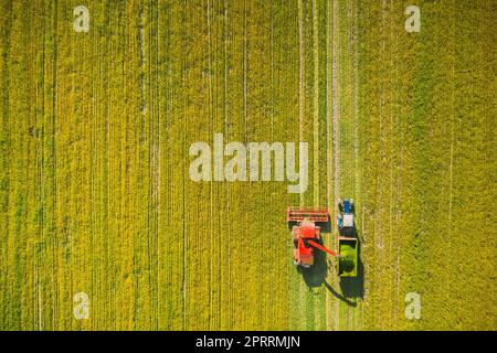 Luftaufnahme Der Ländlichen Landschaft. Mähdrescher Und Traktor Arbeiten Im Feld Zusammen. Ernte Von Ölsaaten Im Frühjahr. Landwirtschaftliche Maschinen, Die Blooming Rapeseeds Canola Colza Sammeln. Erhöhte Aussicht Stockfoto