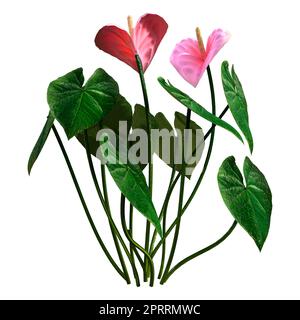 3D Rendering von tropisch blühenden Anthurium-Pflanzen oder Flamingo-Lilien isoliert auf weißem Hintergrund Stockfoto