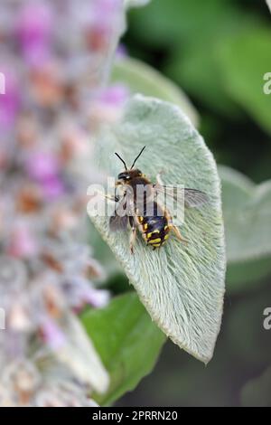 Wollkarderbiene männlich auf Lammkopfblatt Stockfoto