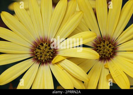 Gelbe afrikanische Gänseblümchen in Nahaufnahme Stockfoto