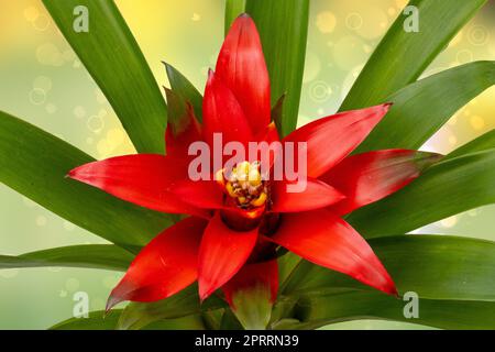 Nahaufnahme einer natürlichen, schönen roten Bromelien, die auf einem abstrakten hellgrünen gelben Hintergrund aufblühen. (Guzmania ligulata). Makro. Kartenkonzept. Stockfoto