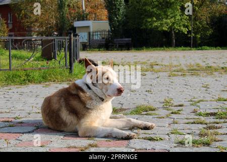 Ein großer streunender Hund liegt auf den Pflasterplatten in der Mitte des Stadtplatzes. Stockfoto