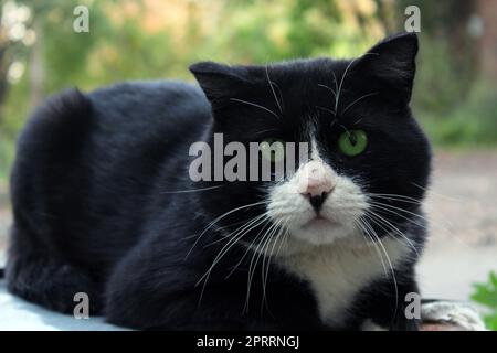 Eine große schwarze Katze mit einem weißen Maulkorb und grünen Augen blickt geradeaus. Stockfoto