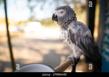 Afrikanischer grauer Papagei Jaco Stockfoto