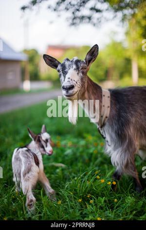 Ein schönes Foto von zwei Ziegen von Mutter und Baby Stockfoto